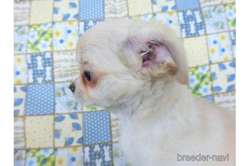 成約済の千葉県のチワワ(ロングコート)-218649の4枚目