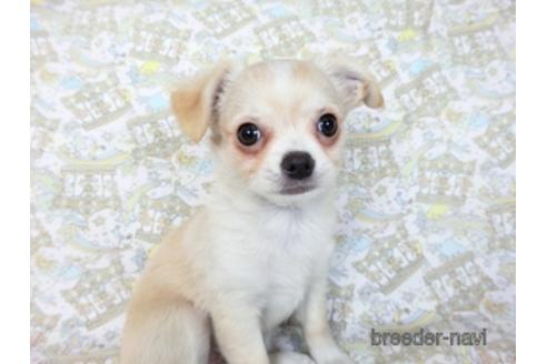 成約済の千葉県のチワワ(ロングコート)-218649の5枚目