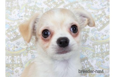 成約済の千葉県のチワワ(ロングコート)-218649の1枚目