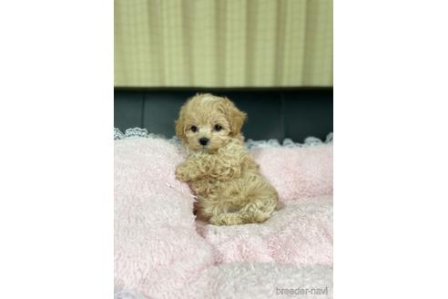 成約済の茨城県のマルプー:マルチーズ×トイプードル-219465の3枚目
