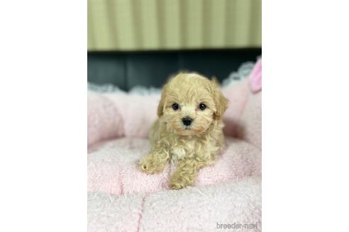 成約済の茨城県のマルプー:マルチーズ×トイプードル-219465の5枚目