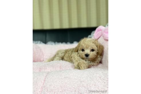 成約済の茨城県のマルプー:マルチーズ×トイプードル-219465の7枚目