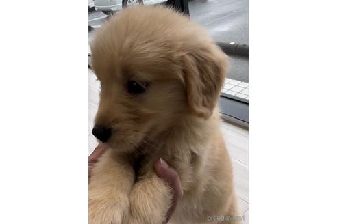 成約済の福岡県のゴールデンレトリーバー-217818の2枚目