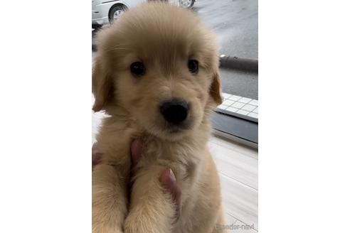 成約済の福岡県のゴールデンレトリーバー-217818の1枚目