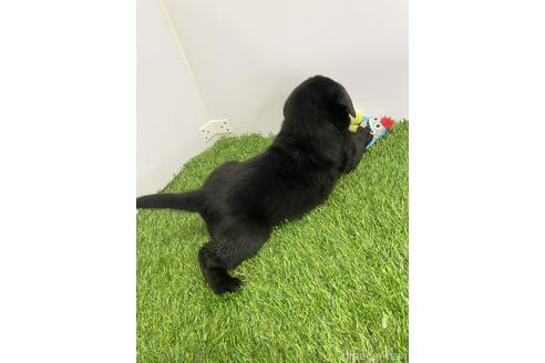 成約済の愛知県のラブラドールレトリーバー-219695の5枚目