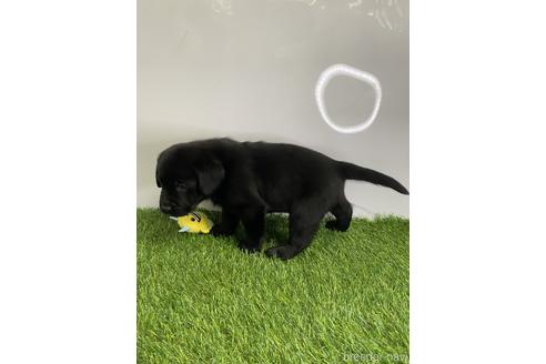 成約済の愛知県のラブラドールレトリーバー-219695の4枚目