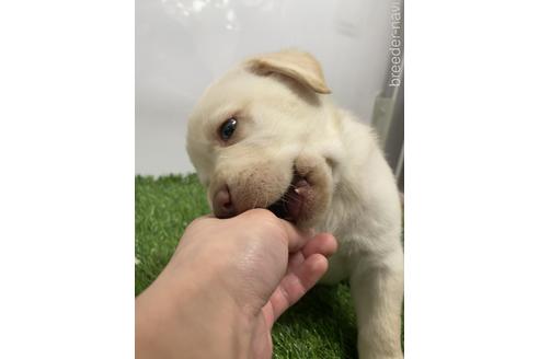 成約済の愛知県のラブラドールレトリーバー-219854の2枚目