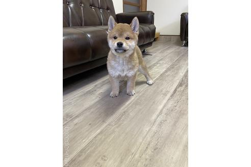 成約済の滋賀県の柴犬-212602