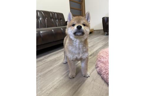 成約済の滋賀県の柴犬-212602の4枚目