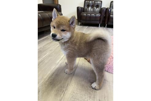 成約済の滋賀県の柴犬-212602の3枚目