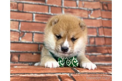 成約済の福岡県の豆柴-223021の1枚目