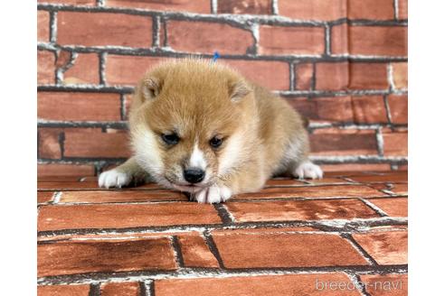 成約済の福岡県の豆柴-223021の4枚目