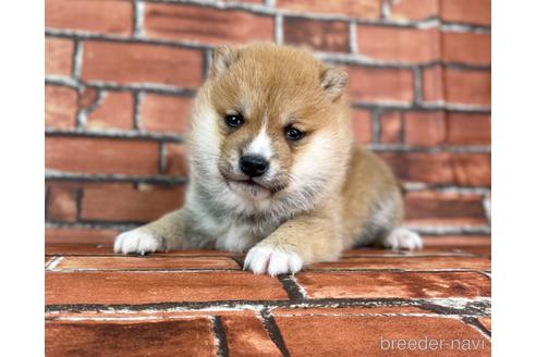 成約済の福岡県の豆柴-223021の5枚目