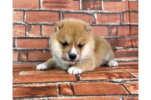 成約済の福岡県の豆柴-223021の6枚目