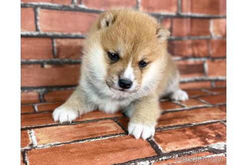 成約済の福岡県の豆柴-223021の2枚目