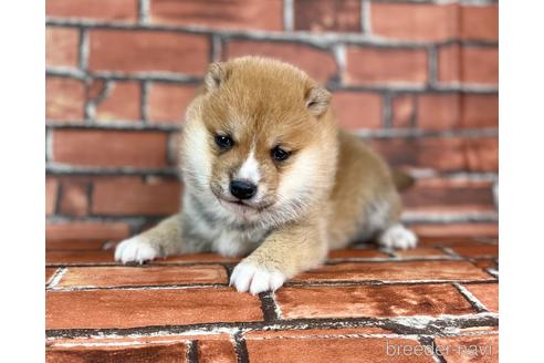 成約済の福岡県の豆柴-223021の3枚目