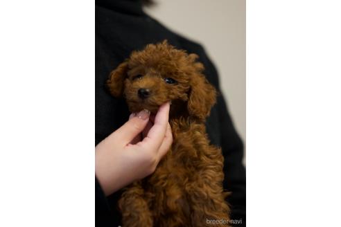 成約済の大阪府のトイプードル-223020の1枚目