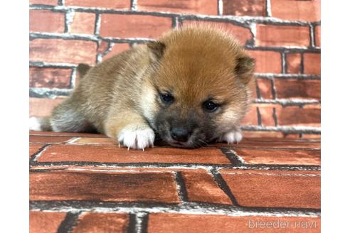 成約済の福岡県の豆柴-223032の2枚目