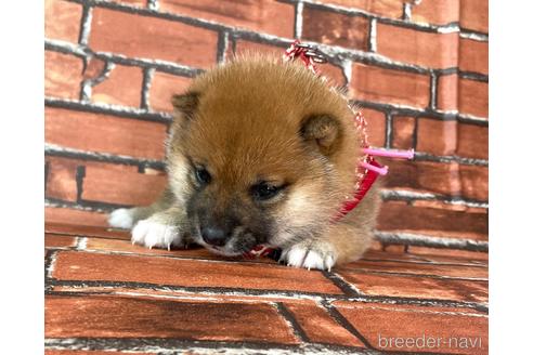 成約済の福岡県の豆柴-223032の3枚目