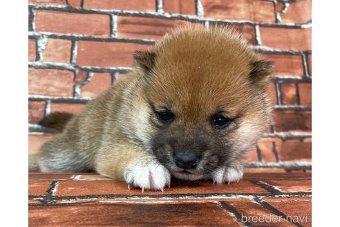 成約済の福岡県の豆柴-223032の4枚目