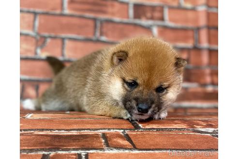 成約済の福岡県の豆柴-223032の5枚目