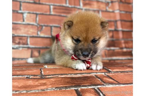 成約済の福岡県の豆柴-223032の1枚目