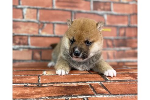 成約済の福岡県の豆柴-223034の14枚目