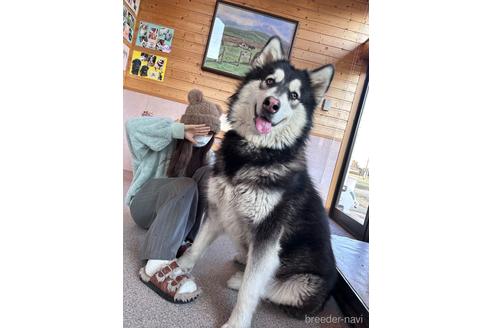 ののアラスカンマラミュート-