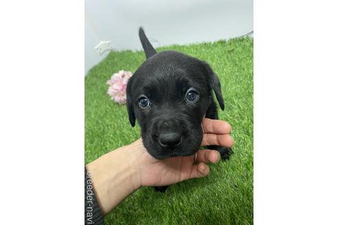 成約済の愛知県のラブラドールレトリーバー-219746の6枚目