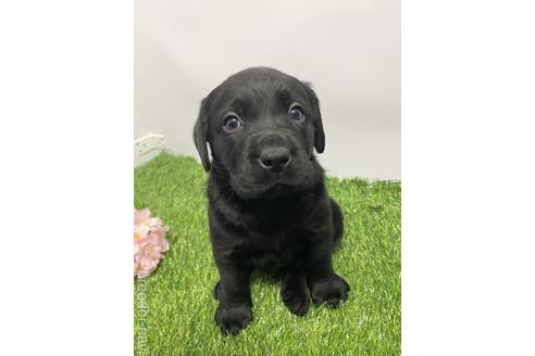 成約済の愛知県のラブラドールレトリーバー-219746の1枚目