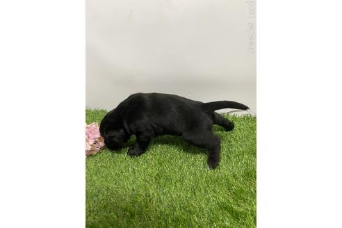 成約済の愛知県のラブラドールレトリーバー-219746の4枚目