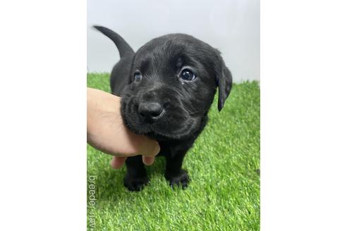 成約済の愛知県のラブラドールレトリーバー-219746の2枚目