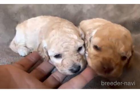 子犬