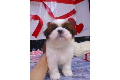 成約済の鳥取県のシーズー-216277の3枚目