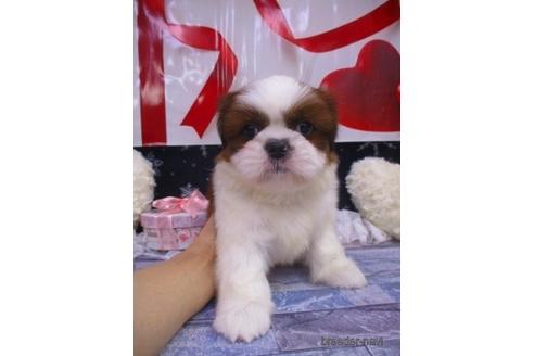 成約済の鳥取県のシーズー-216277の1枚目