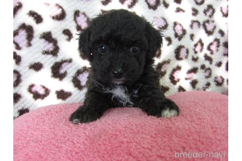 成約済の福岡県のミックス犬-220069の24枚目