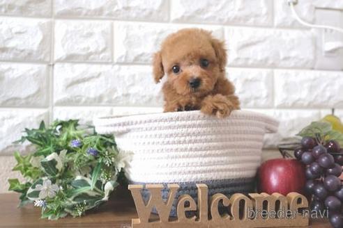 成約済の滋賀県のトイプードル-220403の1枚目