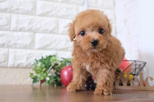 成約済の滋賀県のトイプードル-220403の6枚目