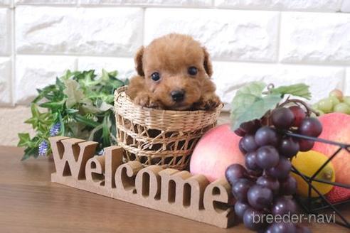 成約済の滋賀県のトイプードル-220403の3枚目