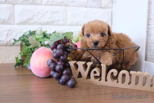 成約済の滋賀県のトイプードル-220403の2枚目