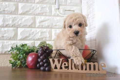 成約済の滋賀県のトイプードル-220406の1枚目