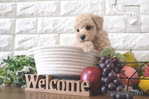 成約済の滋賀県のトイプードル-220406の6枚目