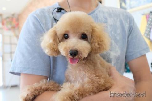 成約済の滋賀県のトイプードル-220406の5枚目