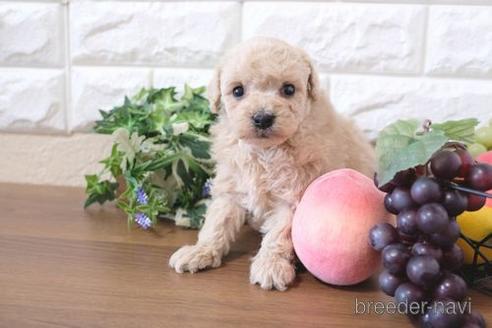 成約済の滋賀県のトイプードル-220406の3枚目