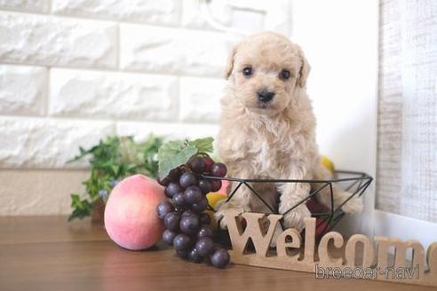 成約済の滋賀県のトイプードル-220406の2枚目