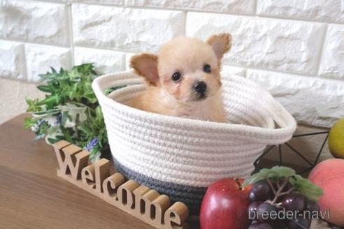 成約済の滋賀県のトイプードル-220408の1枚目