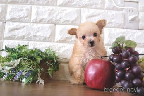 成約済の滋賀県のトイプードル-220408の6枚目