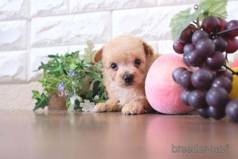 成約済の滋賀県のトイプードル-220408の3枚目