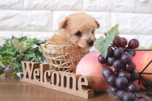 成約済の滋賀県のトイプードル-220408の2枚目