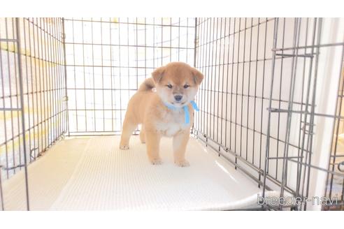 成約済の茨城県の柴犬-223249の1枚目